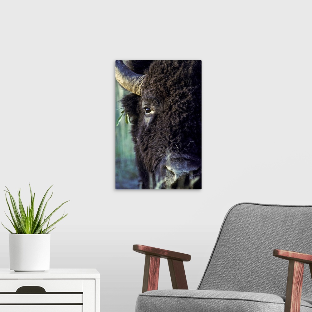 A modern room featuring Close-up of the face of a bison bull (Bison bison) with leaves tangled in his ear, Yellowstone Na...