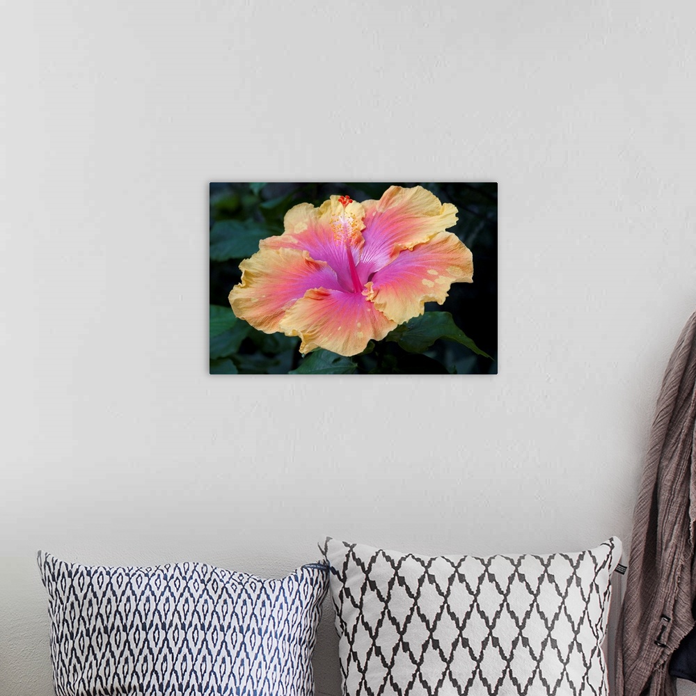A bohemian room featuring Close up of a bon temps hibiscus flower.