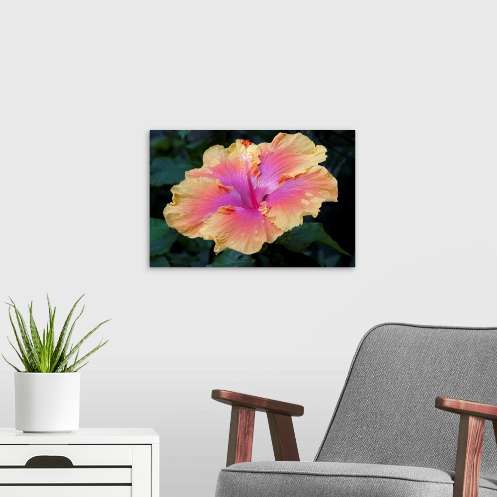 A modern room featuring Close up of a bon temps hibiscus flower.
