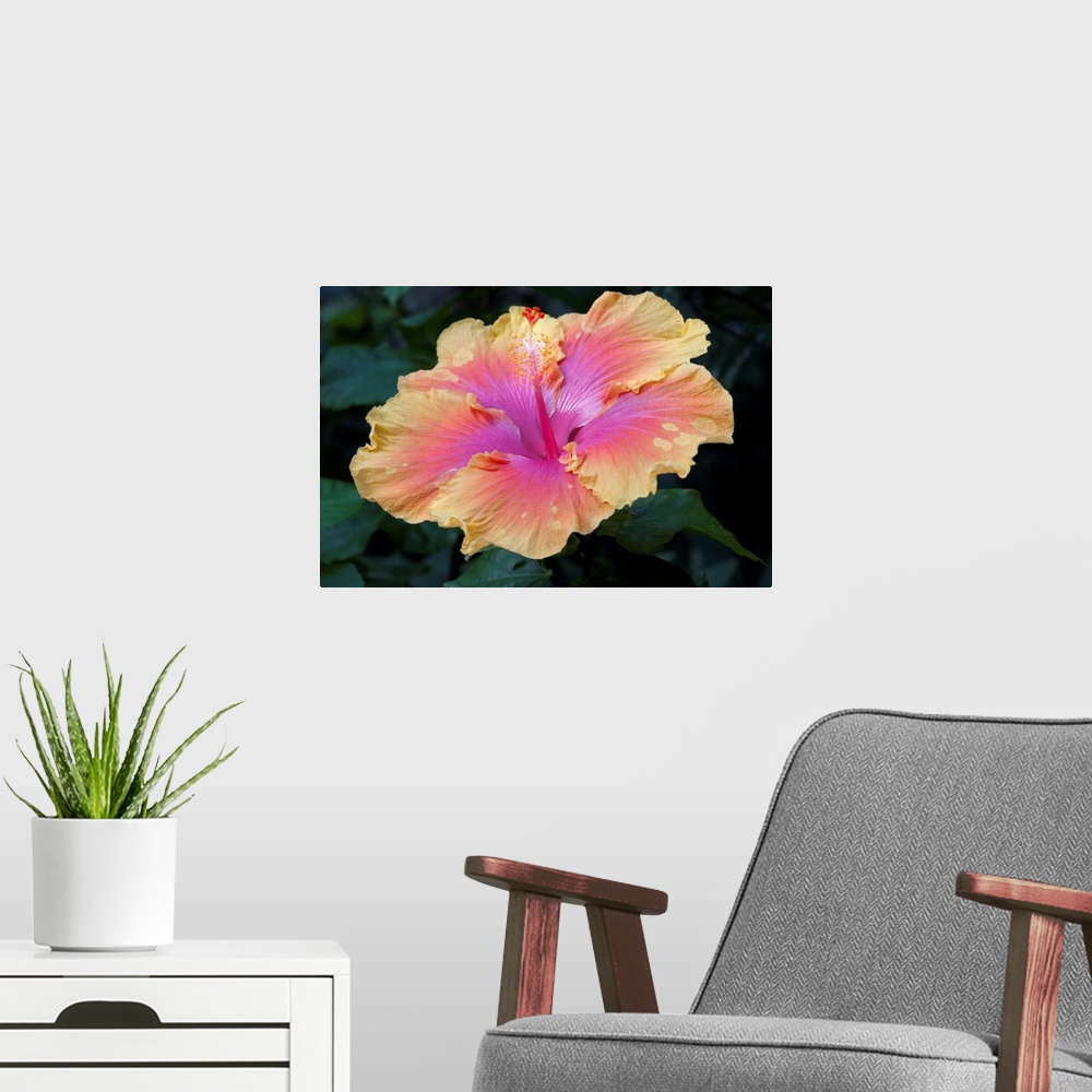 A modern room featuring Close up of a bon temps hibiscus flower.