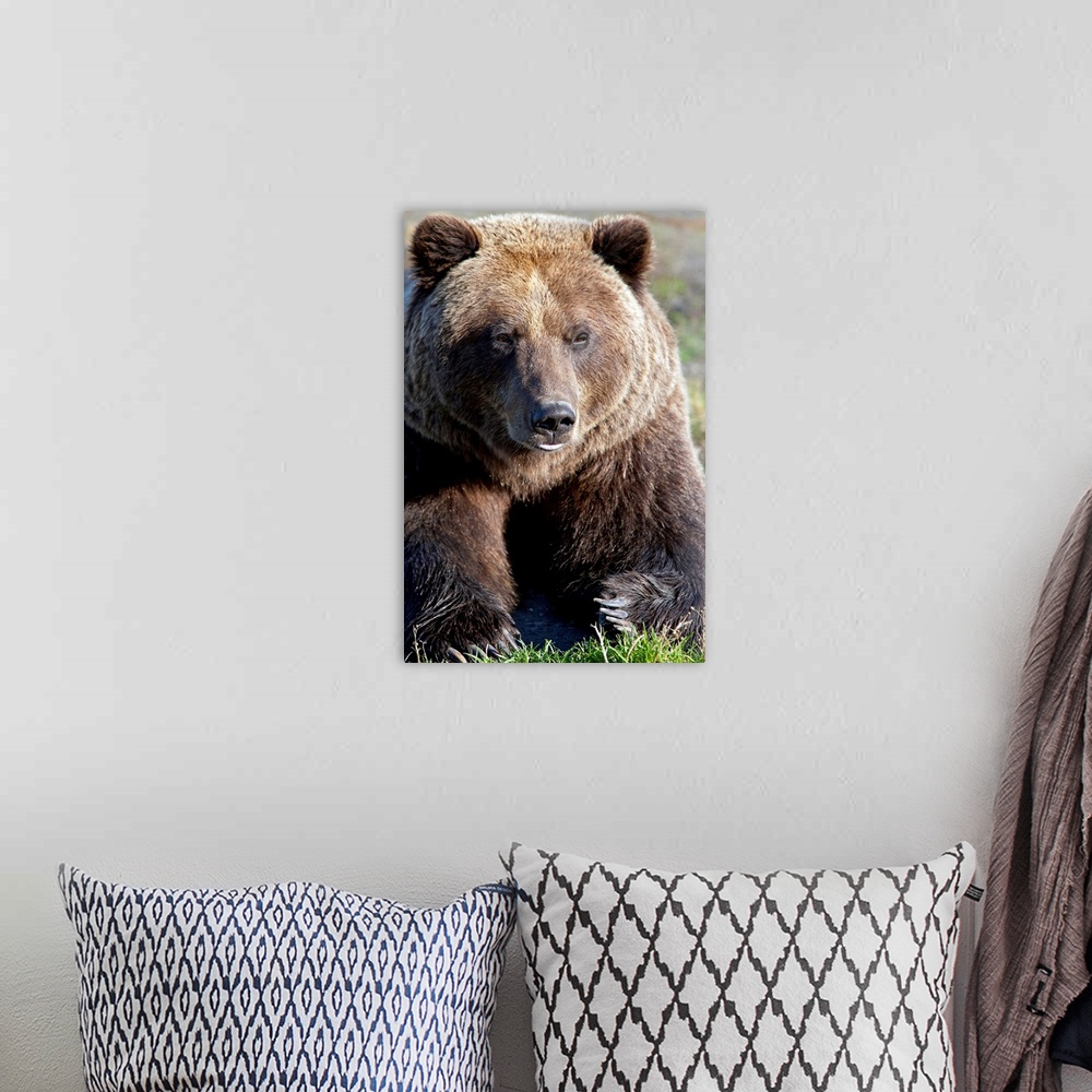 A bohemian room featuring Close up of a Brown Bear, Alaska Wildlife Conservation Center, Southcentral Alaska