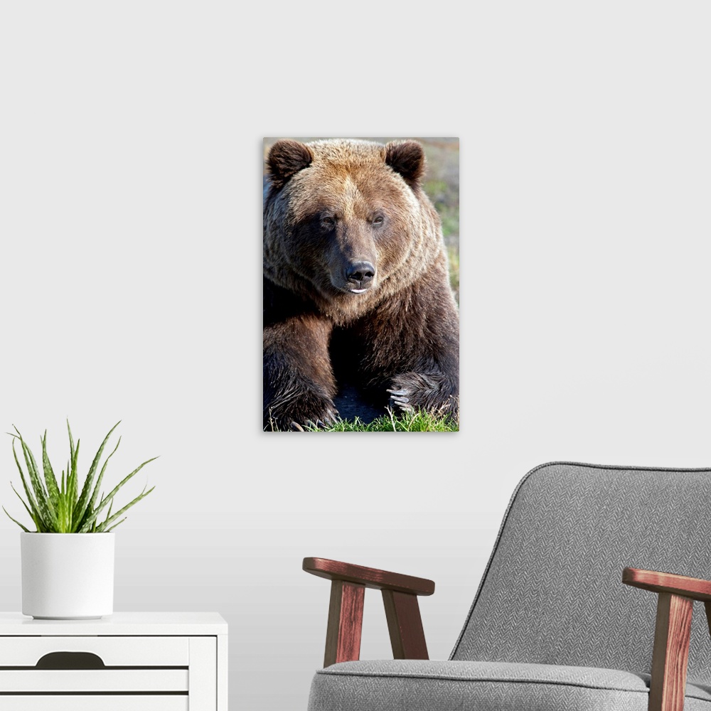 A modern room featuring Close up of a Brown Bear, Alaska Wildlife Conservation Center, Southcentral Alaska