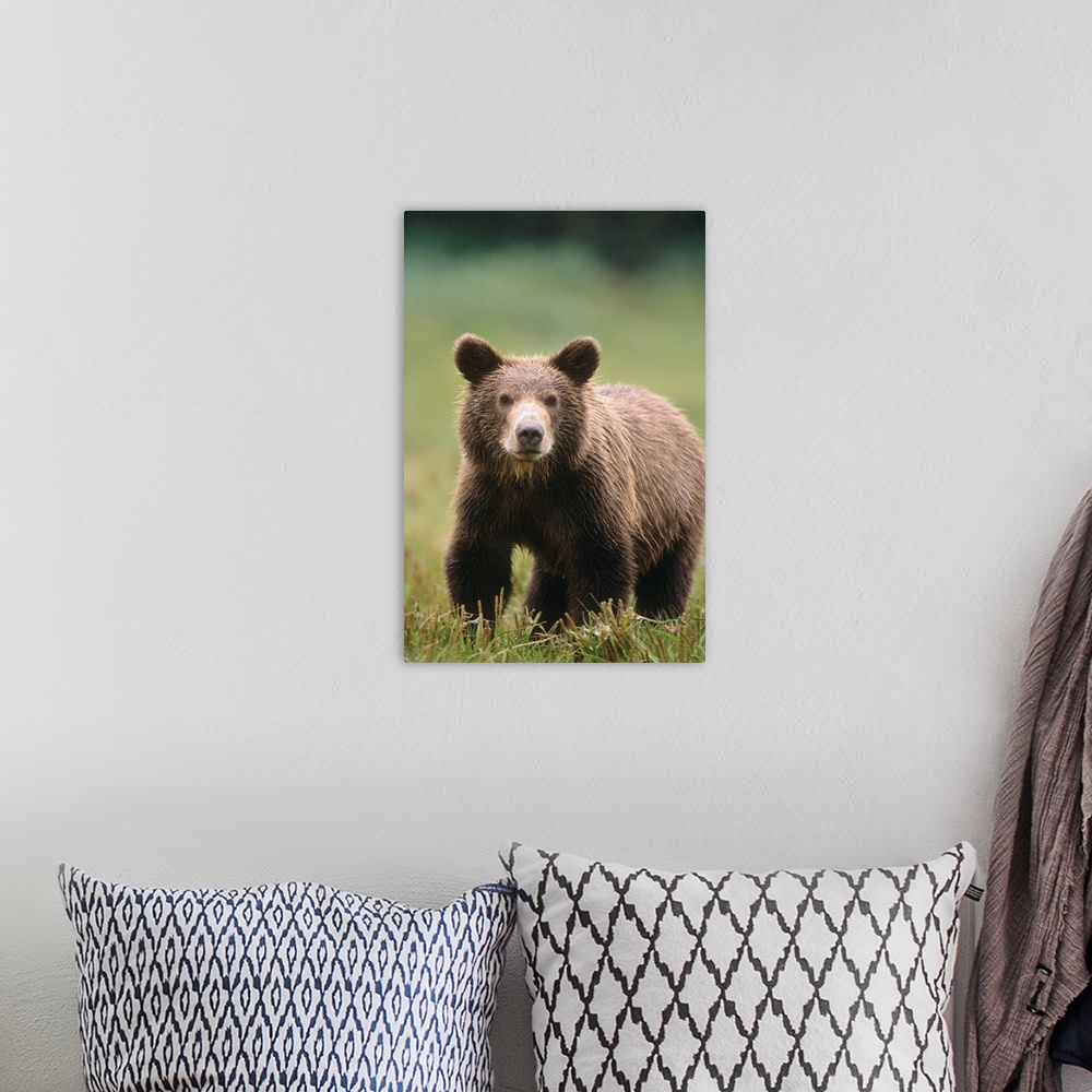 A bohemian room featuring Close up of a Brown bear standing in a grassy field, Katmai National Park
