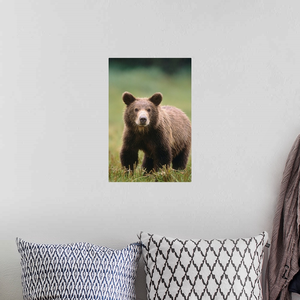 A bohemian room featuring Close up of a Brown bear standing in a grassy field, Katmai National Park