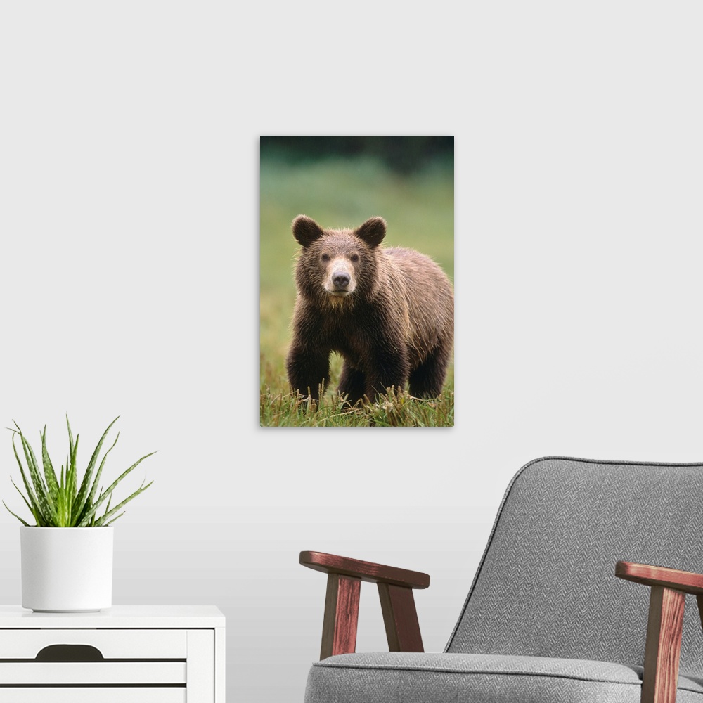 A modern room featuring Close up of a Brown bear standing in a grassy field, Katmai National Park