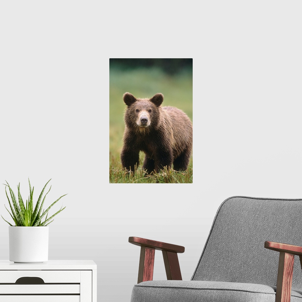 A modern room featuring Close up of a Brown bear standing in a grassy field, Katmai National Park