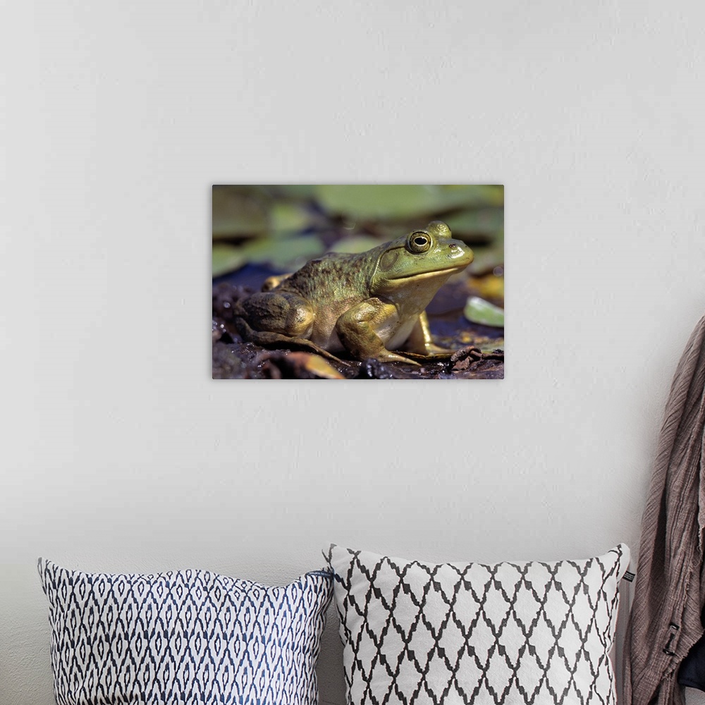 A bohemian room featuring Close-Up Of A Bullfrog