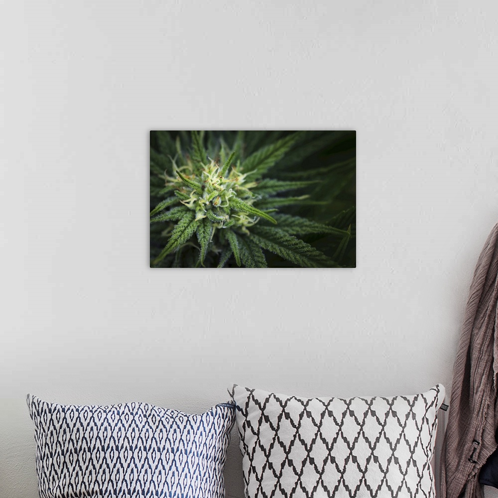 A bohemian room featuring Close-up of a maturing cannabis plant and flower with visible trichomes; marina, California, unit...