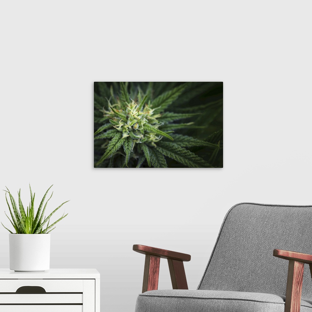 A modern room featuring Close-up of a maturing cannabis plant and flower with visible trichomes; marina, California, unit...