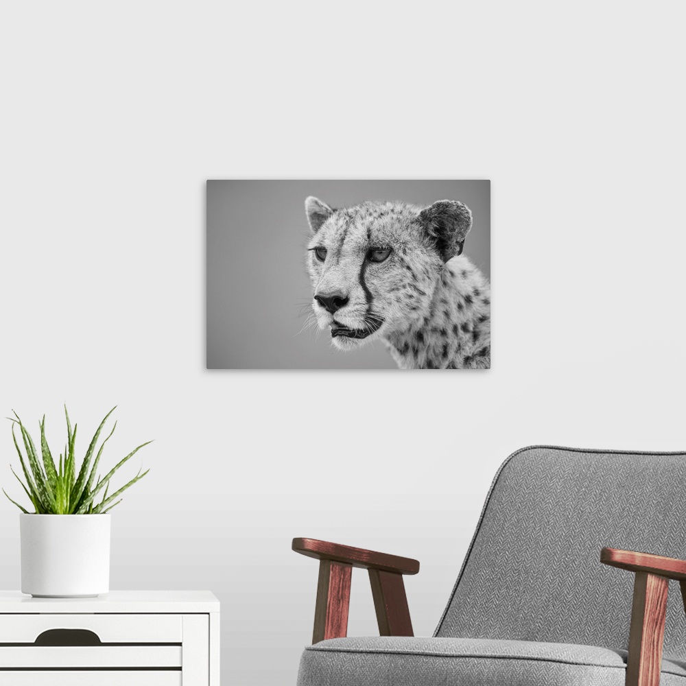 A modern room featuring Close-up of a cheetah (acinonyx jubatus), head and shoulders portrait of a female animal looking ...
