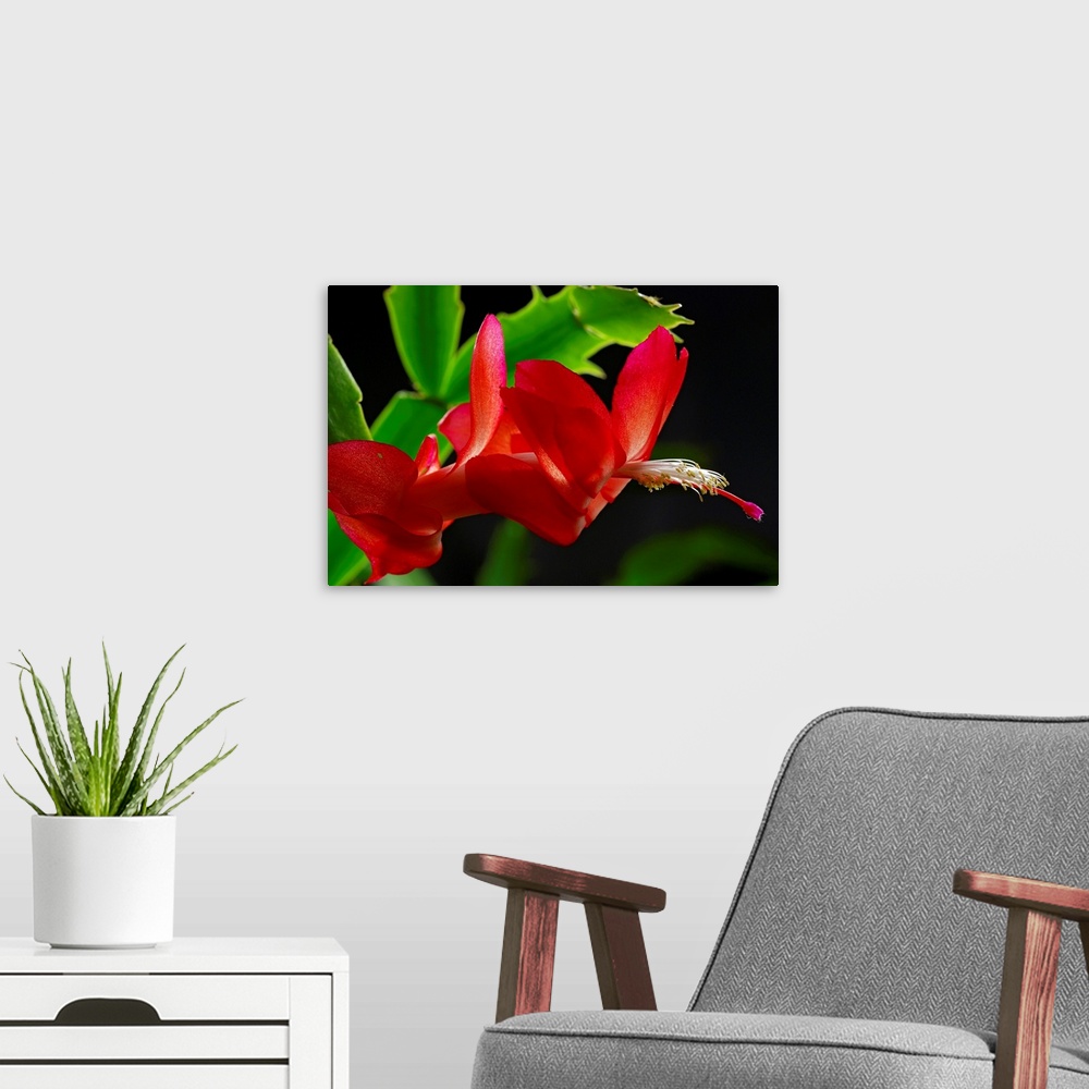 A modern room featuring Close up of a Christmas cactus, Schlumbergera truncatus,  in bloom.