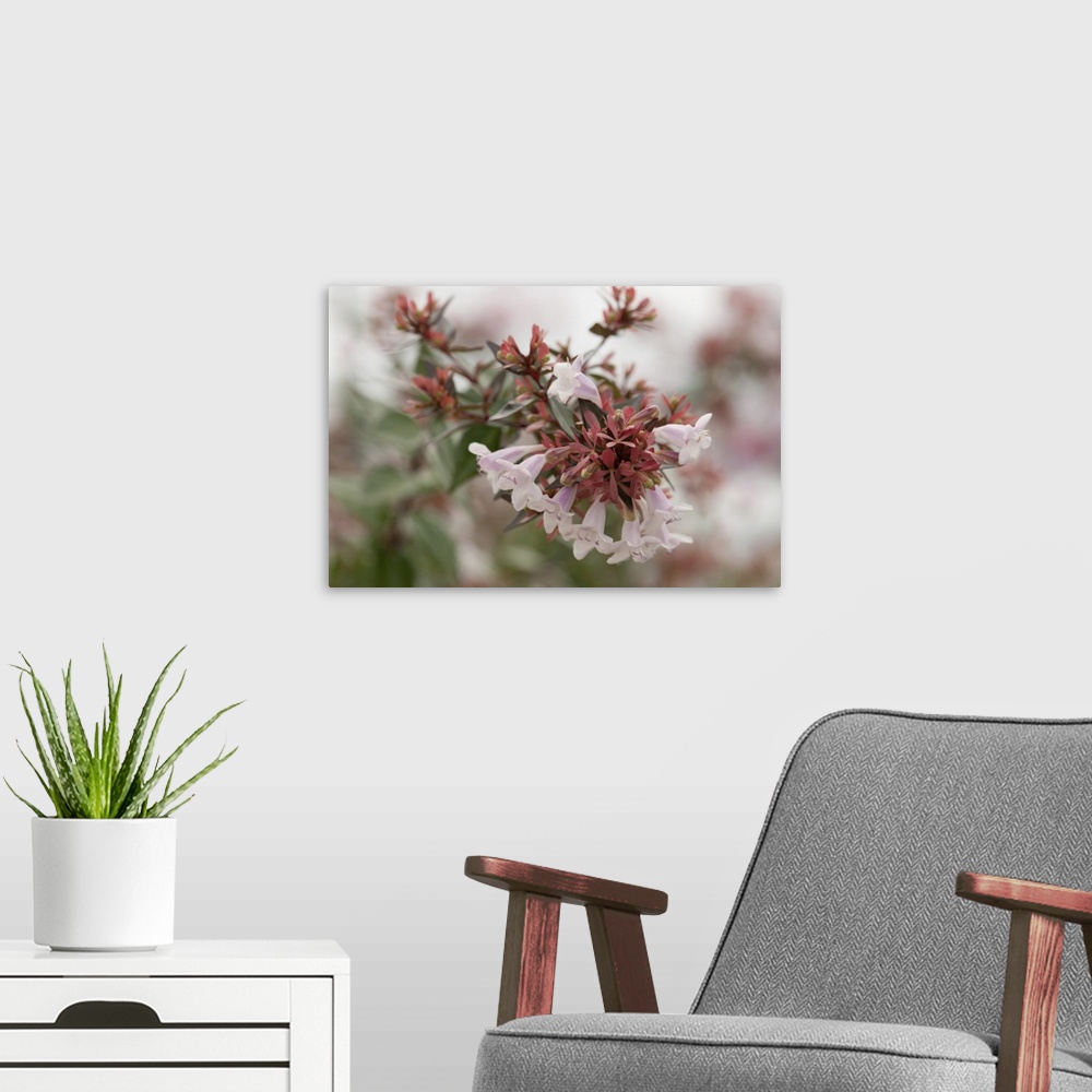 A modern room featuring Close up of a cluster of abelia flowers in fog. Orleans, Cape Cod, Massachusetts.