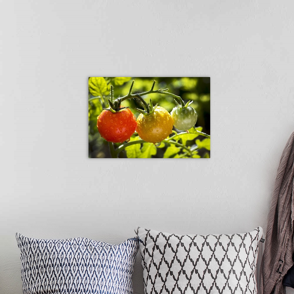 A bohemian room featuring Close-up of a cluster of ripe and unripe cherry tomatoes on a plant in the garden wet with water ...