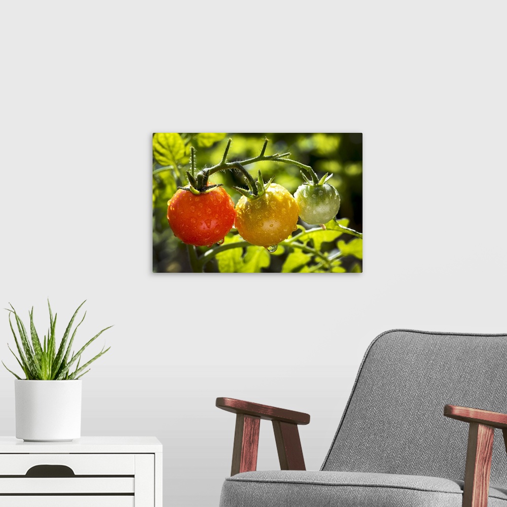 A modern room featuring Close-up of a cluster of ripe and unripe cherry tomatoes on a plant in the garden wet with water ...