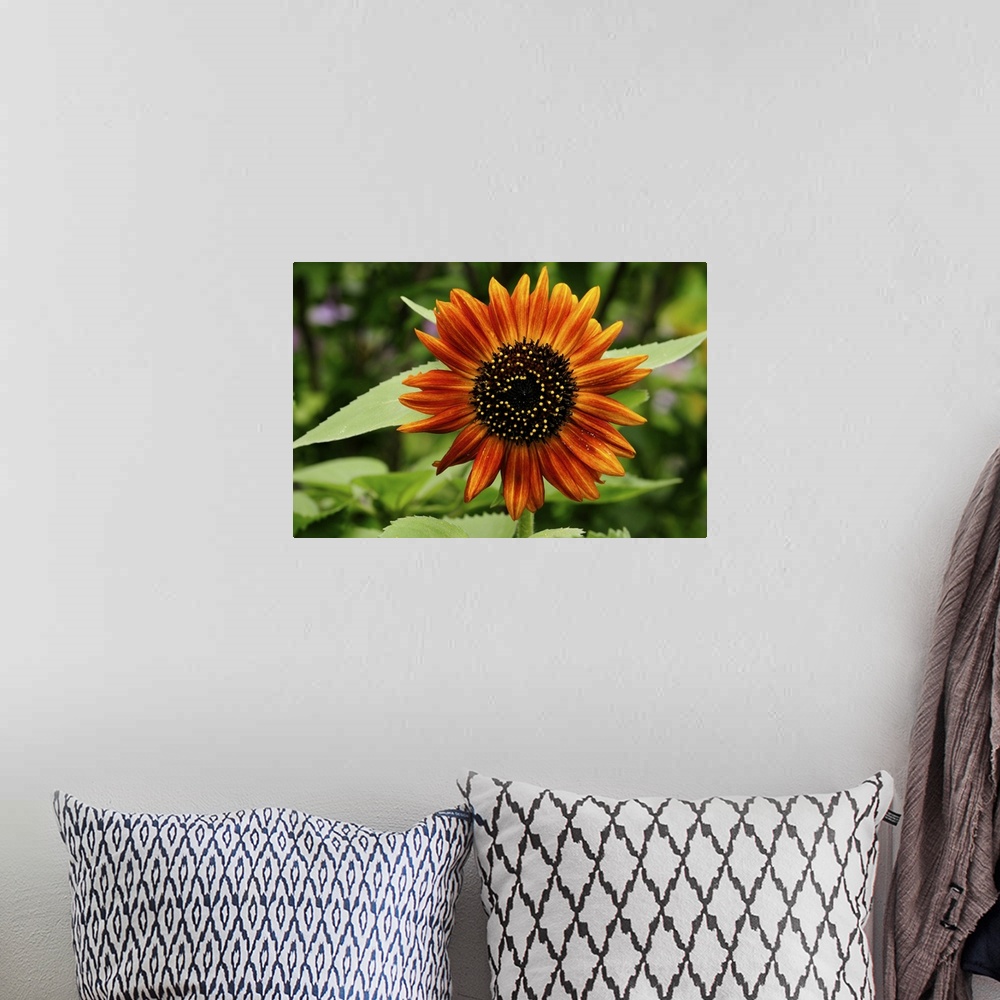 A bohemian room featuring Close up of a deep orange sunflower, Helianthus annuus. Lexington, Massachusetts.