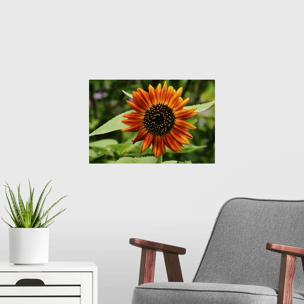 A modern room featuring Close up of a deep orange sunflower, Helianthus annuus. Lexington, Massachusetts.