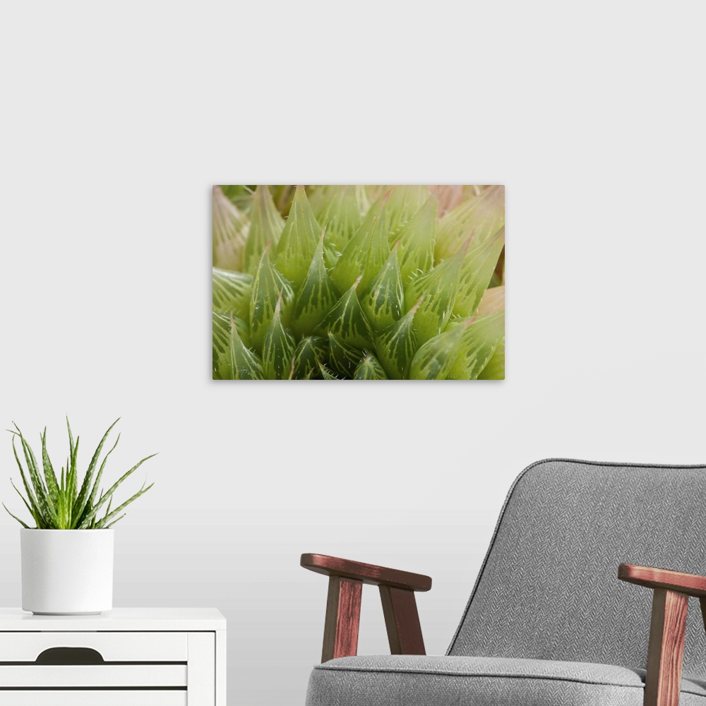 A modern room featuring Close up of a desert succulent plant, Haworthia comptoniana.