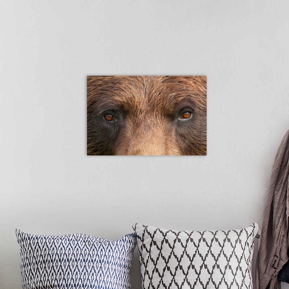 A bohemian room featuring The eyes and bridge of a brown bears nose are photographed very closely for this large piece.