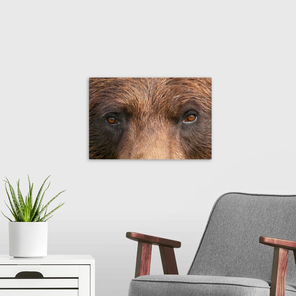 A modern room featuring The eyes and bridge of a brown bears nose are photographed very closely for this large piece.