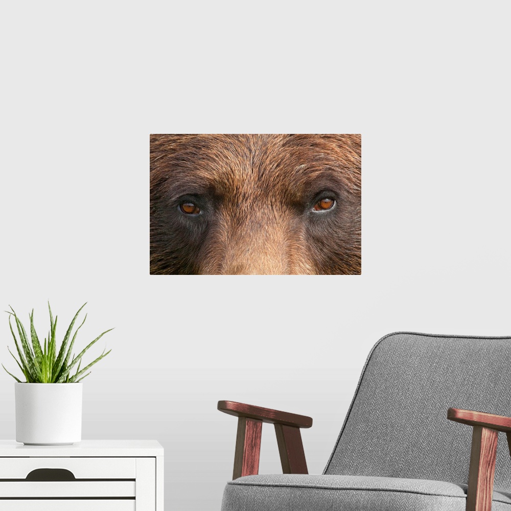A modern room featuring The eyes and bridge of a brown bears nose are photographed very closely for this large piece.