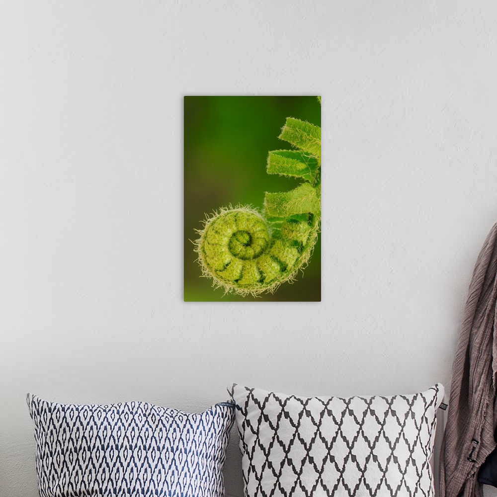 A bohemian room featuring Close up of a fern opening a new leaf in springtime, Ohio