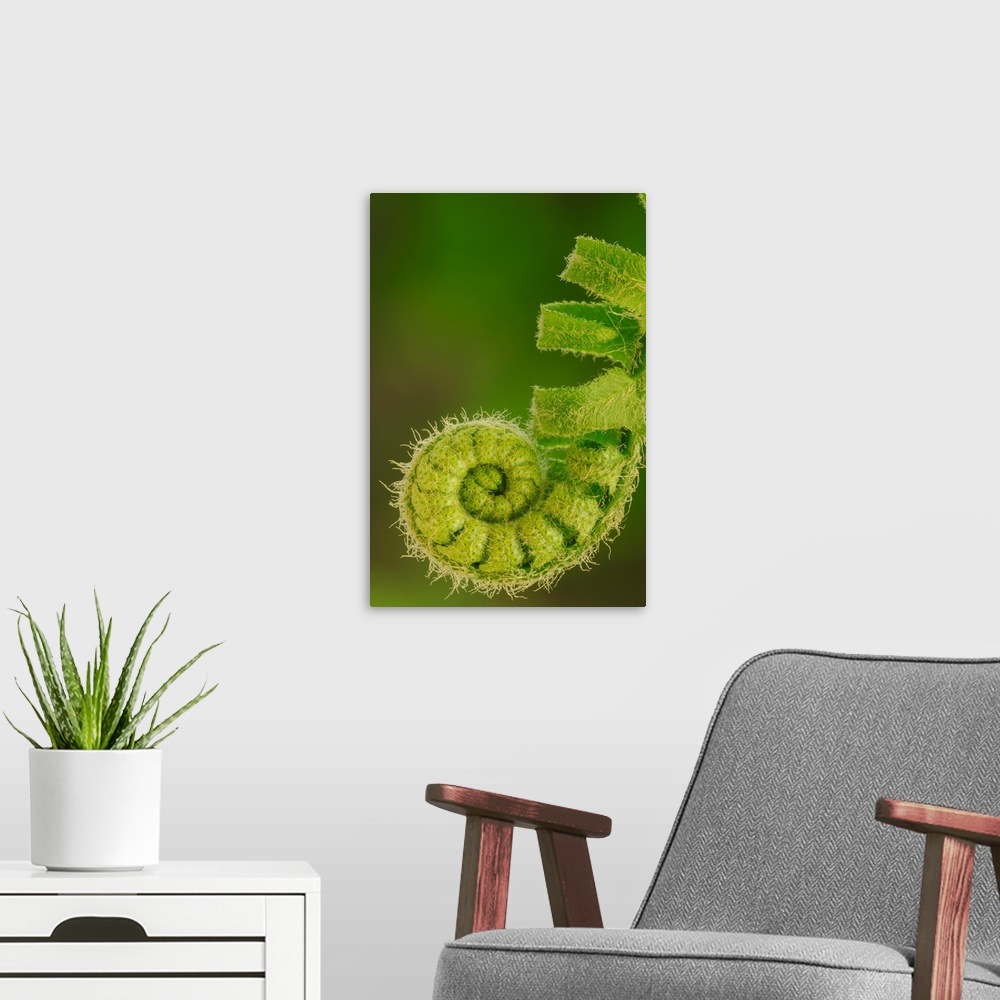 A modern room featuring Close up of a fern opening a new leaf in springtime, Ohio