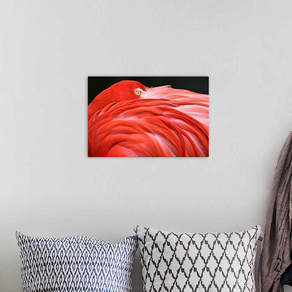 A bohemian room featuring Close Up Of A Flamingo Resting Its Head On Its Back