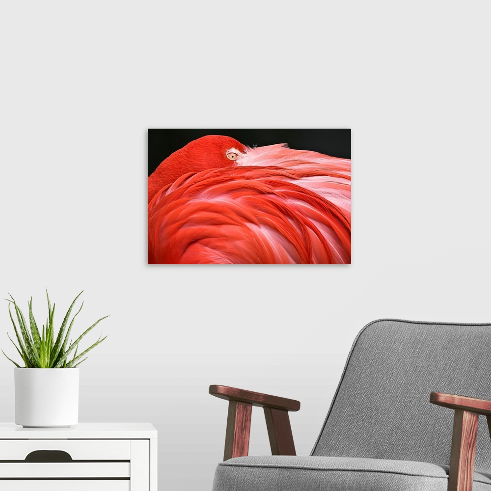 A modern room featuring Close Up Of A Flamingo Resting Its Head On Its Back