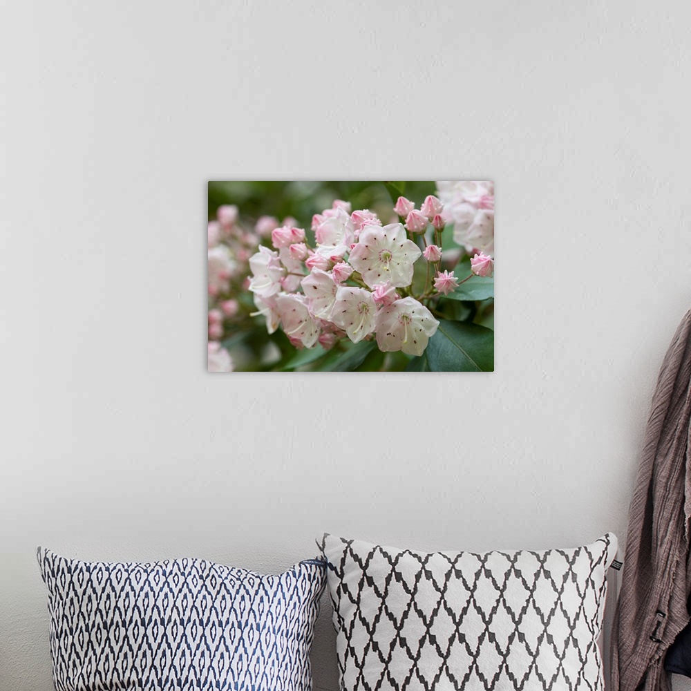 A bohemian room featuring Close up of a flowering branch of a mountain laurel shrub. Framingham, Massachusetts.