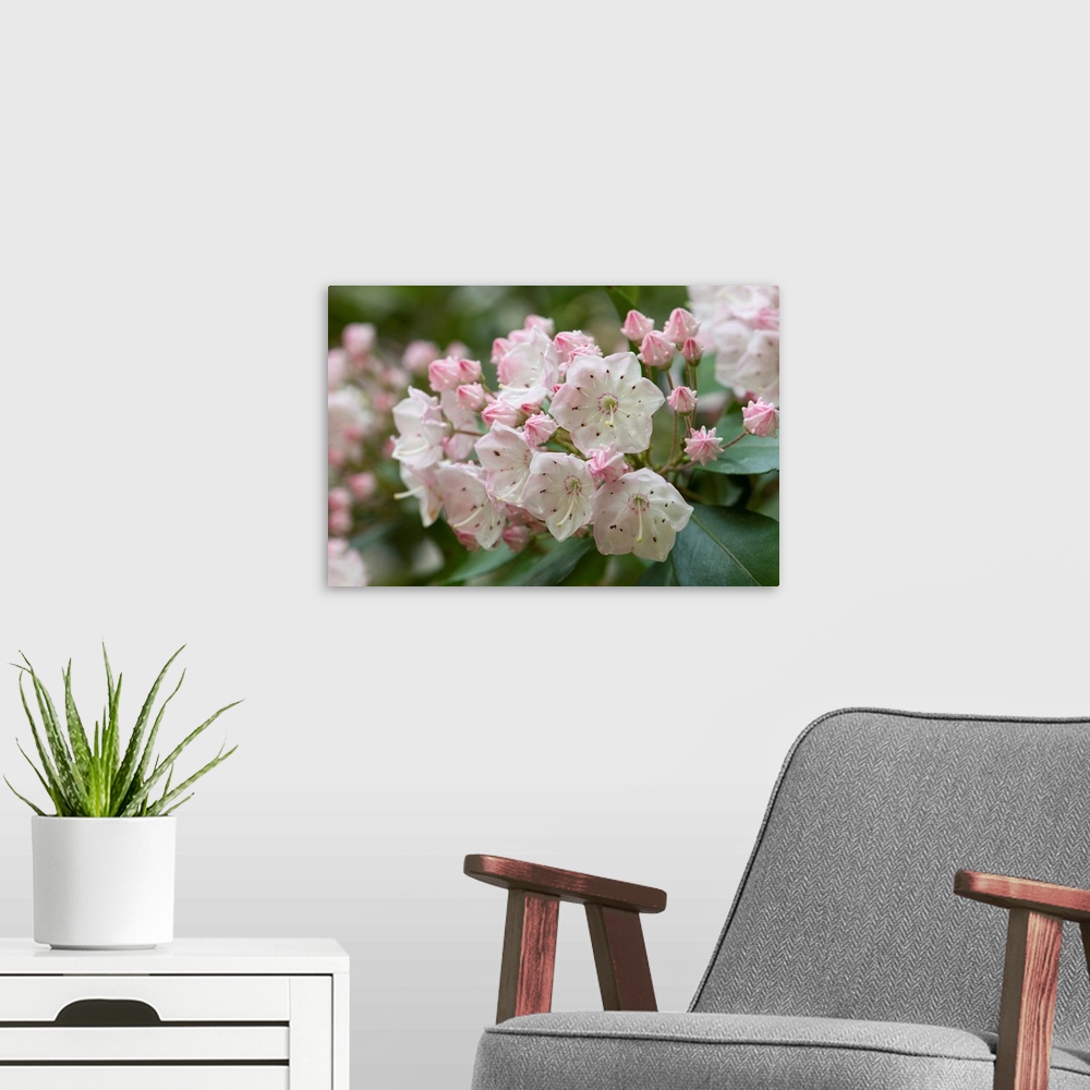 A modern room featuring Close up of a flowering branch of a mountain laurel shrub. Framingham, Massachusetts.