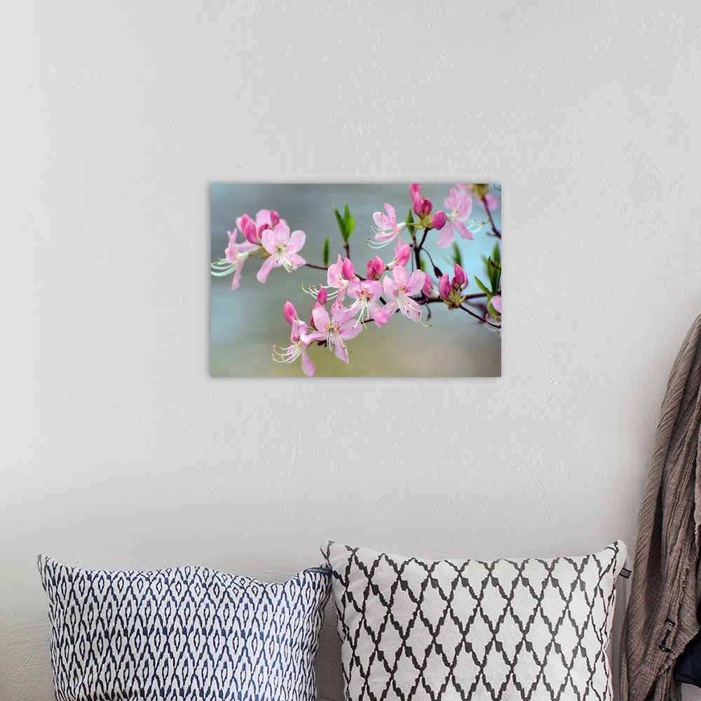 A bohemian room featuring Close up of a flowering branch of a pink azalea shrub, Rhododendron species.