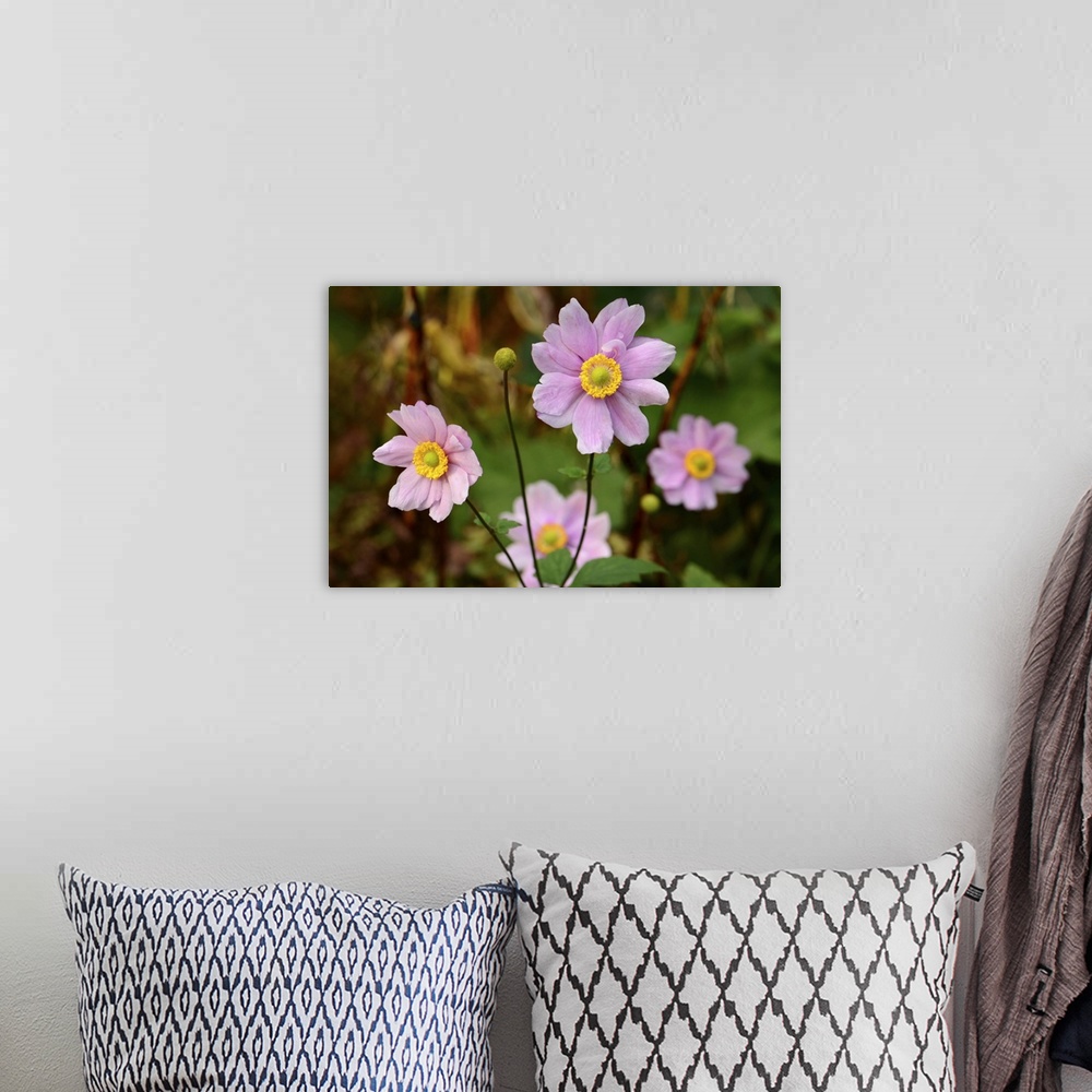 A bohemian room featuring Close up of a flowering pink anemone plant. Northeast Harbor, Asticou Azalea Gardens, Maine.