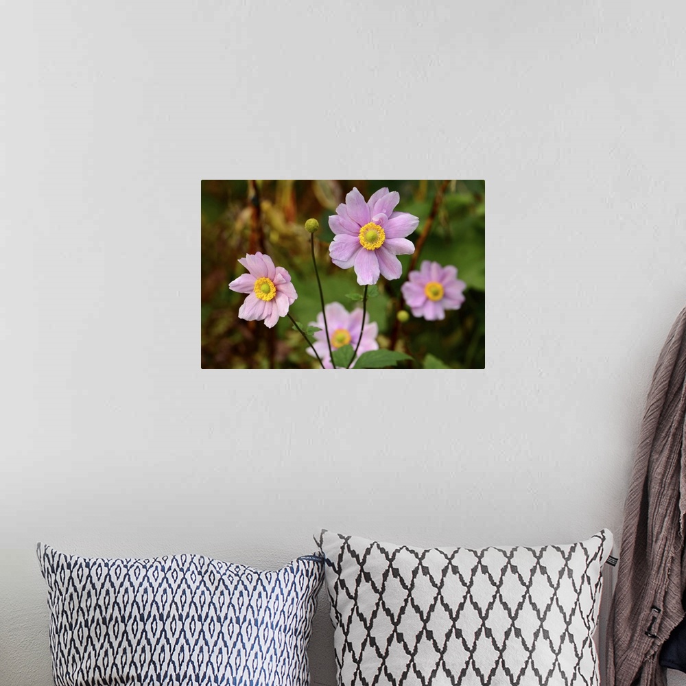 A bohemian room featuring Close up of a flowering pink anemone plant. Northeast Harbor, Asticou Azalea Gardens, Maine.