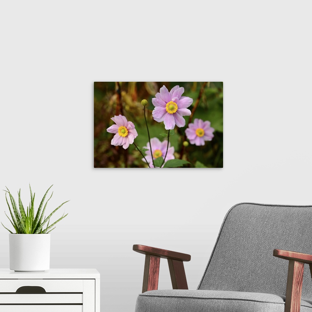 A modern room featuring Close up of a flowering pink anemone plant. Northeast Harbor, Asticou Azalea Gardens, Maine.