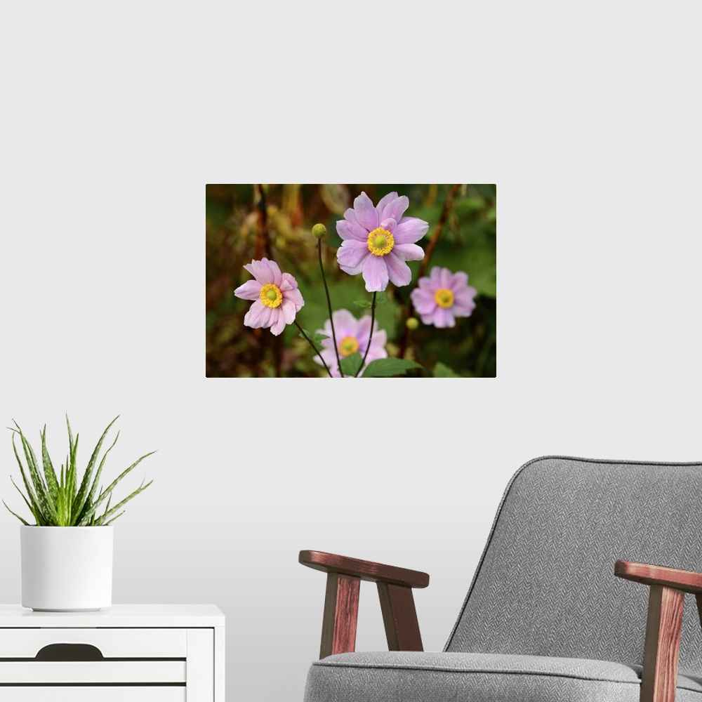A modern room featuring Close up of a flowering pink anemone plant. Northeast Harbor, Asticou Azalea Gardens, Maine.