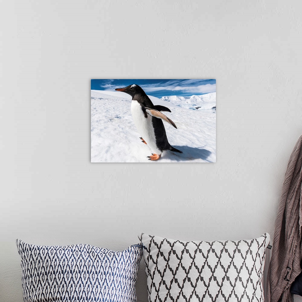 A bohemian room featuring Close up of a Gentoo penguin (Pygoscelis papua), Neko Harbor, Antarctica .