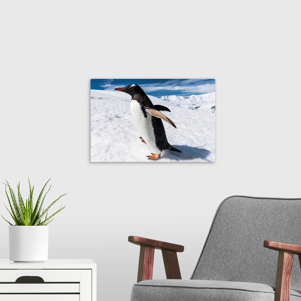 A modern room featuring Close up of a Gentoo penguin (Pygoscelis papua), Neko Harbor, Antarctica .