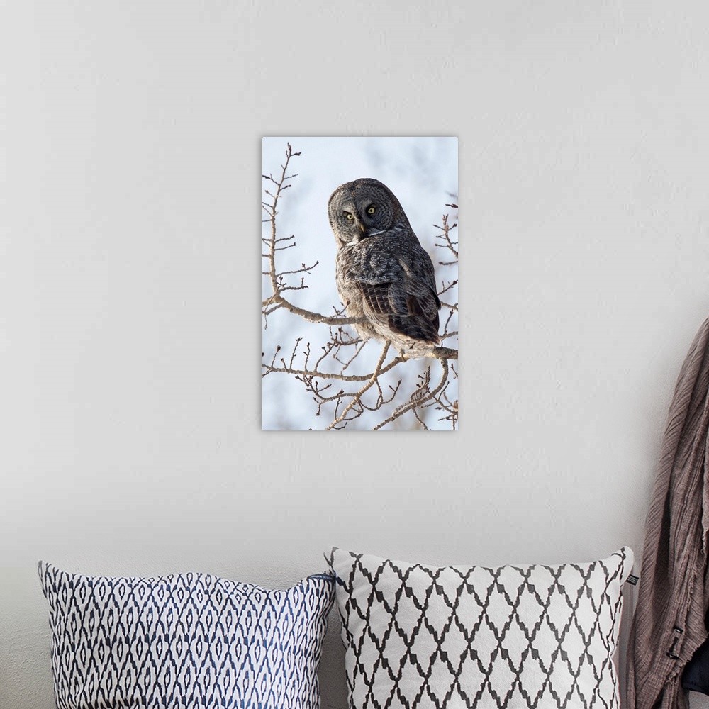 A bohemian room featuring Great Gray owl in West Anchorage during the winter of 2012. Owl is looking at camera. Southcentra...