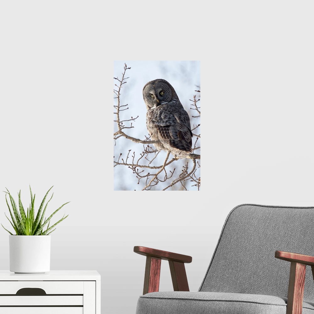 A modern room featuring Great Gray owl in West Anchorage during the winter of 2012. Owl is looking at camera. Southcentra...