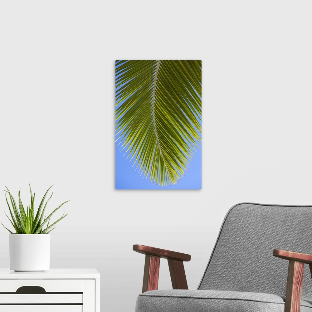 A modern room featuring Close-up of a green coconut tree palm frond against a clear blue sky; Honolulu, Oahu, Hawaii, Uni...