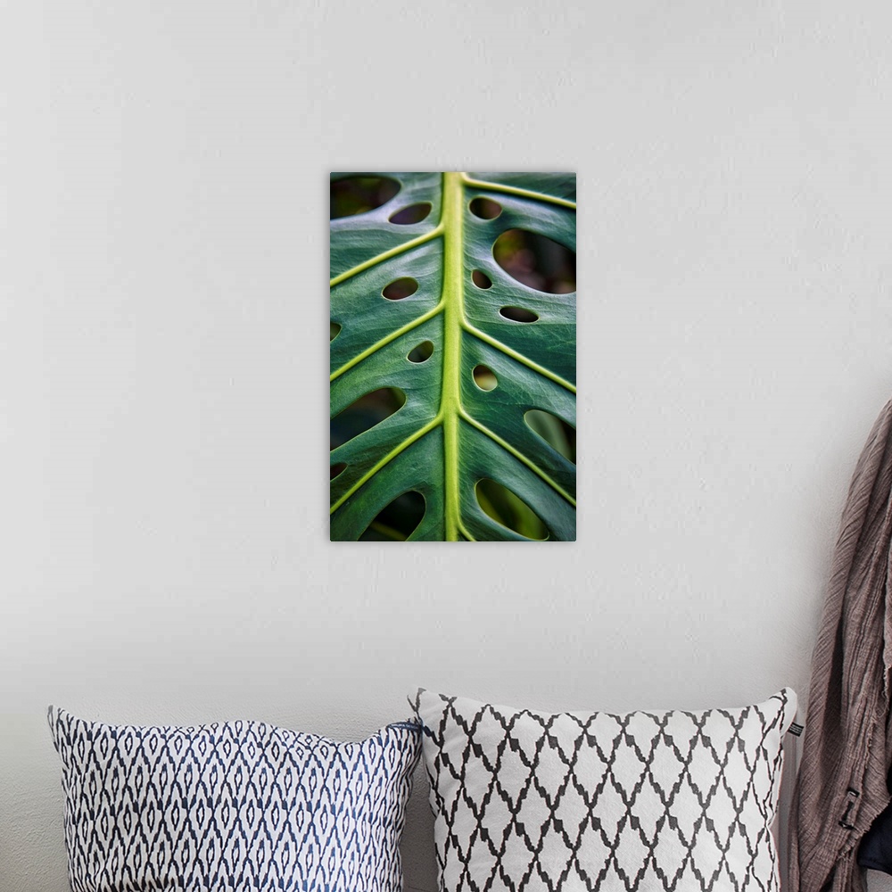 A bohemian room featuring Close up of a green leaf with holes in it; Hawaii, United States of America