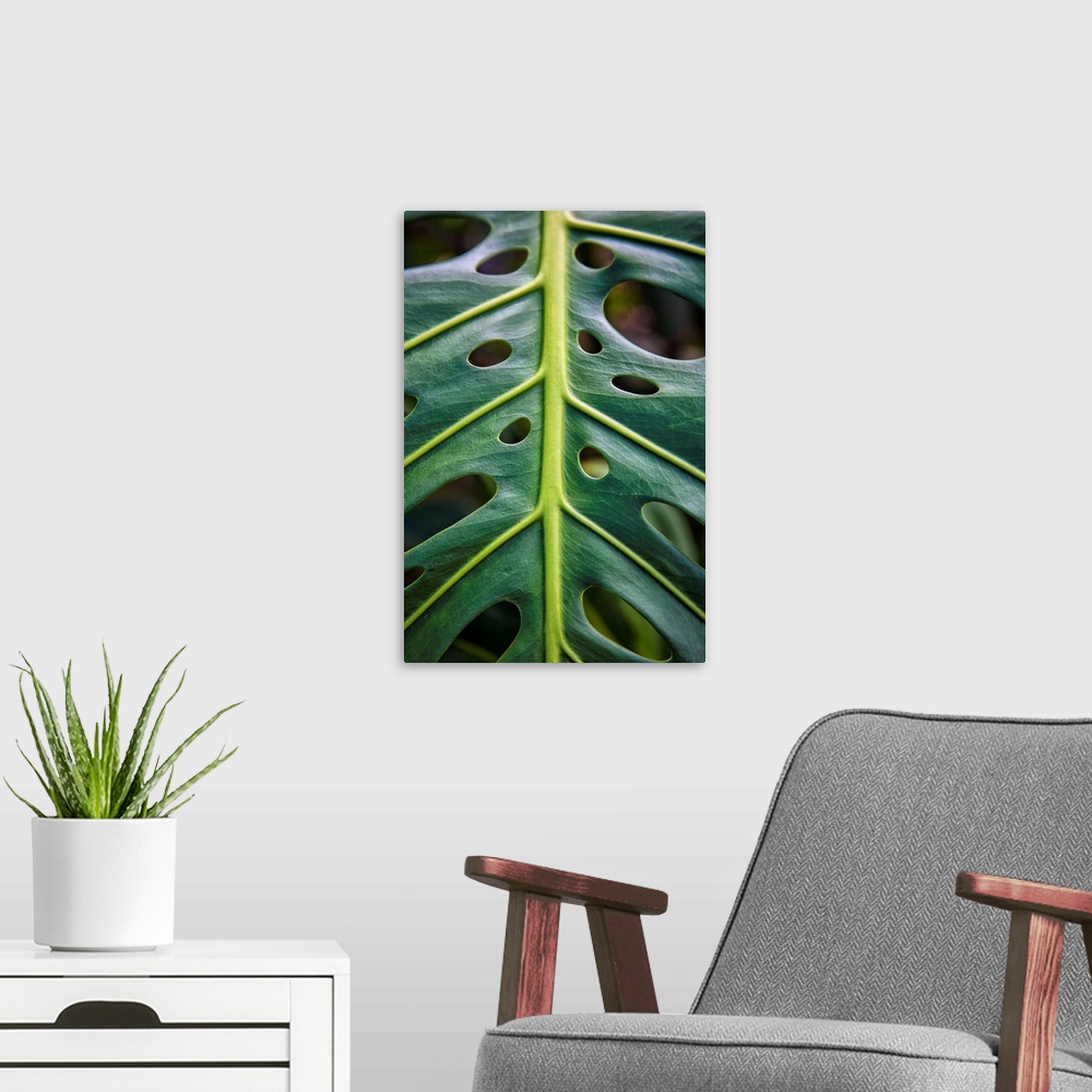 A modern room featuring Close up of a green leaf with holes in it; Hawaii, United States of America