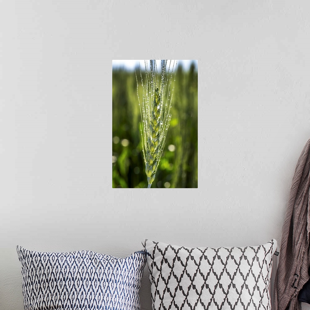 A bohemian room featuring Close up of a wheat head with dew drops