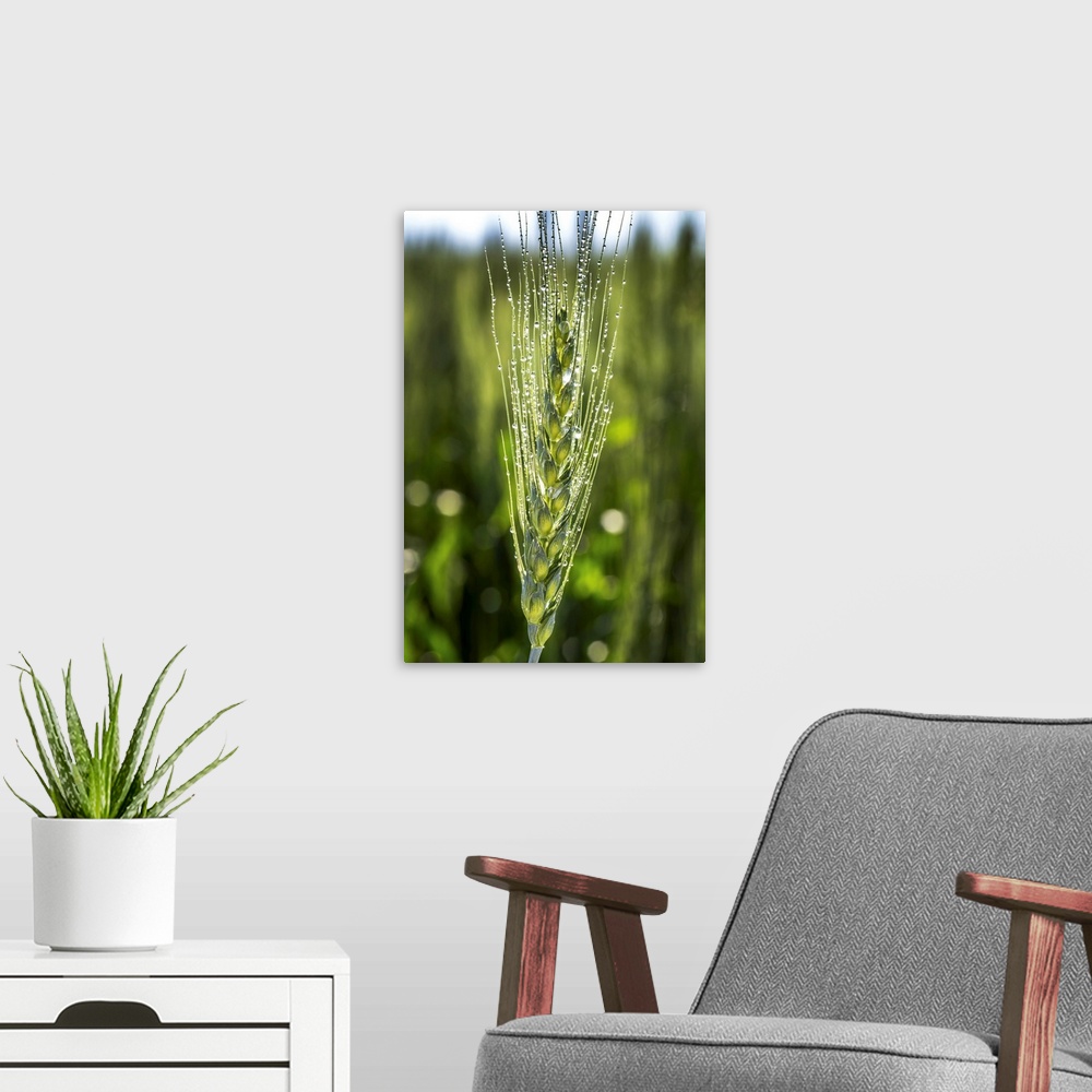 A modern room featuring Close up of a wheat head with dew drops