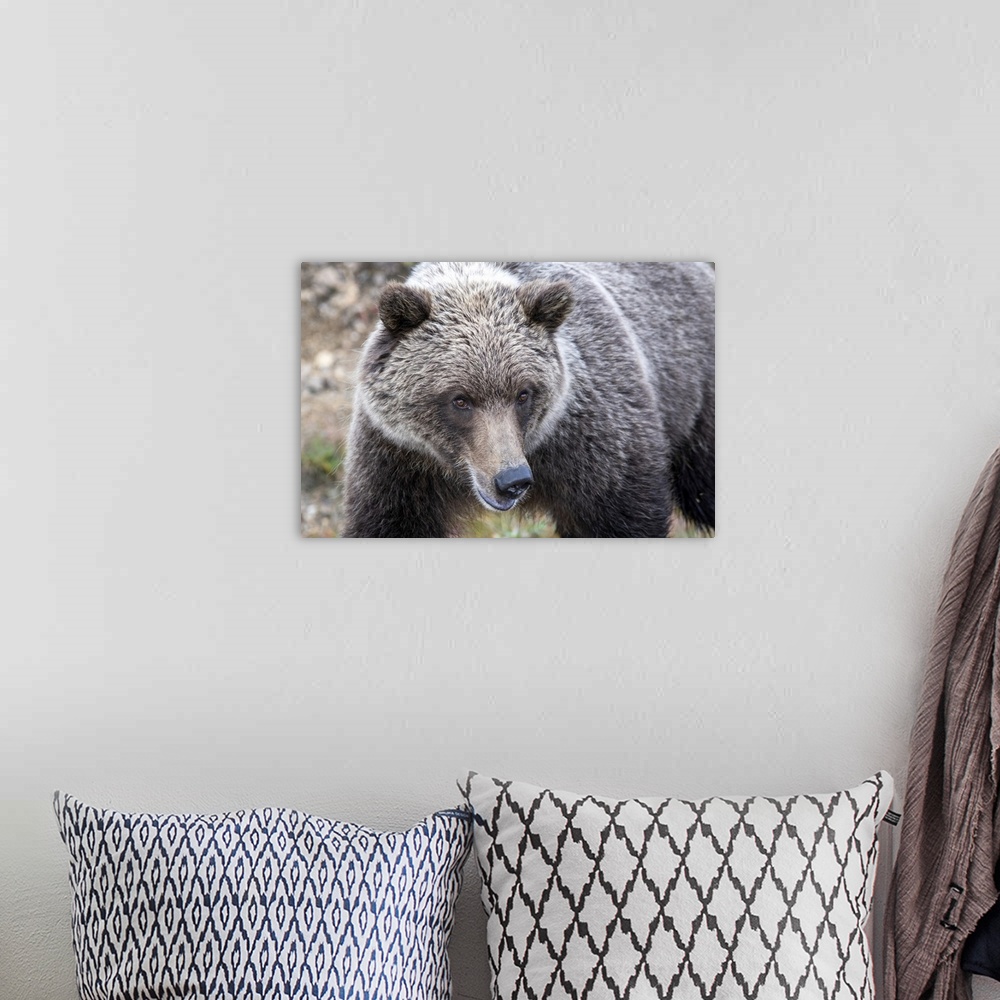 A bohemian room featuring Close-up of a grizzly bear (ursus arctos horribilis) in Denali national park and preserve, Alaska...