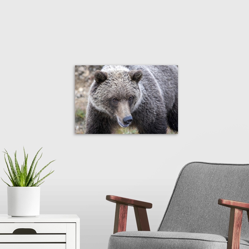 A modern room featuring Close-up of a grizzly bear (ursus arctos horribilis) in Denali national park and preserve, Alaska...