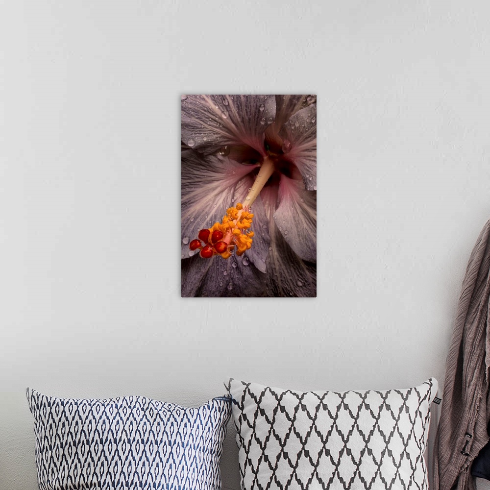 A bohemian room featuring Close up of a Hibiscus flower with water droplets; Hawaii, United States of America