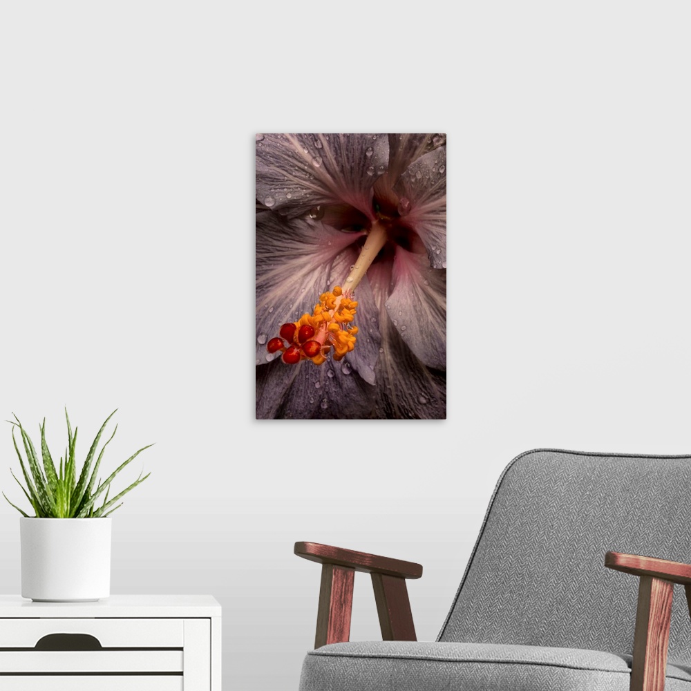 A modern room featuring Close up of a Hibiscus flower with water droplets; Hawaii, United States of America