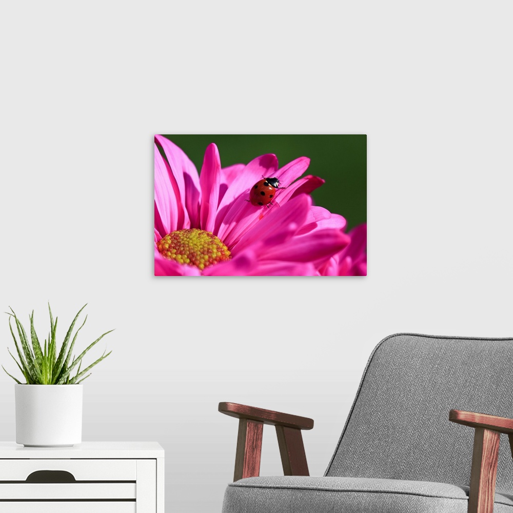 A modern room featuring Close-up of a ladybug crawling on a petal of a pink blossom, Oregon, united states of America.