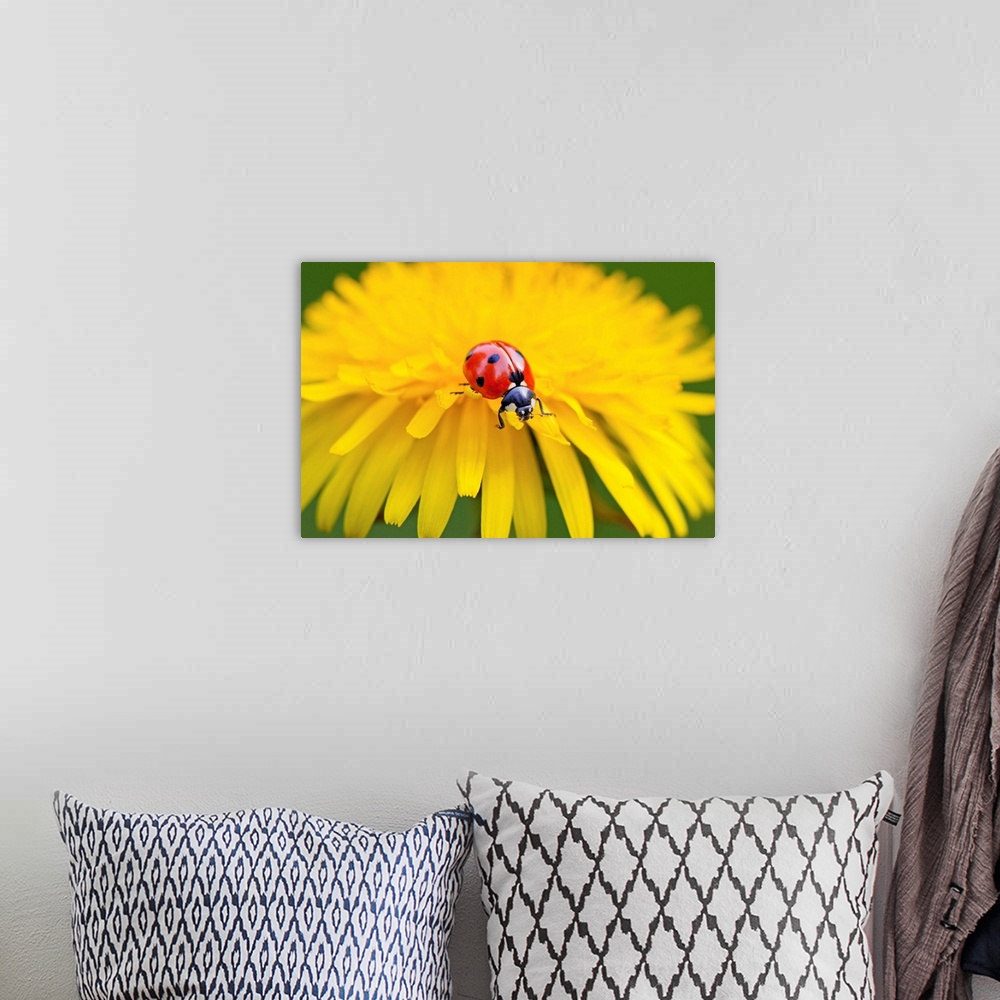 A bohemian room featuring Close-up of a ladybug crawling on a petal of a yellow blossom, Oregon, united states of America.